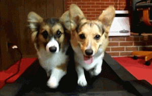 Two corgis side by side on a treadmill, walking and looking a the camera.
