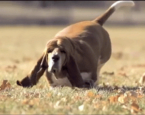 A hound-type dog running in slow motion through a field, towards a camera.