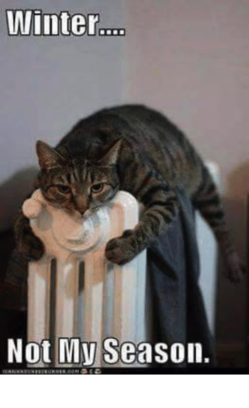 Cat hugging a radiator