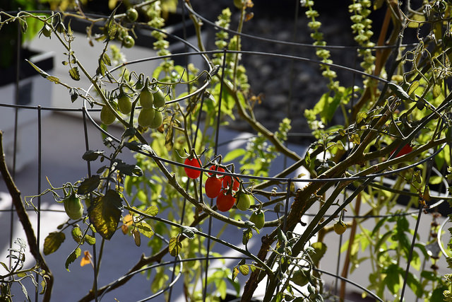 A photo of a cherry tomato growing on the rooftop of Trinity College. Caption: Nothing reminds me of summer like a U of T tomato