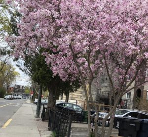 A cherry blossom in the street
