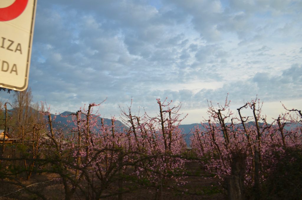 field of peach trees in bloom with pink flowers