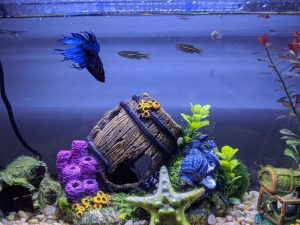 Fish tank with three fish and a barrel decoration