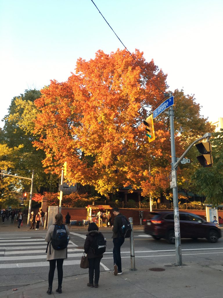 A red-and-gold tree in fall.
