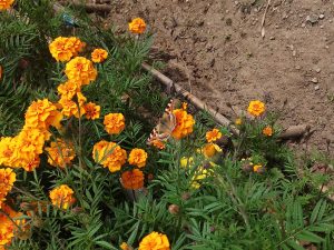 A brown and orange moth sits among some marigolds in Sikkim.