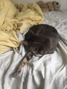 A cat in a bed