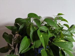 green vine plant with plain background