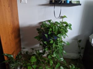 large pothos plant with shelves with photos
