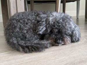 Black and grey poodle sleeping