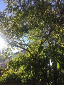 A picture of trees and sunlight