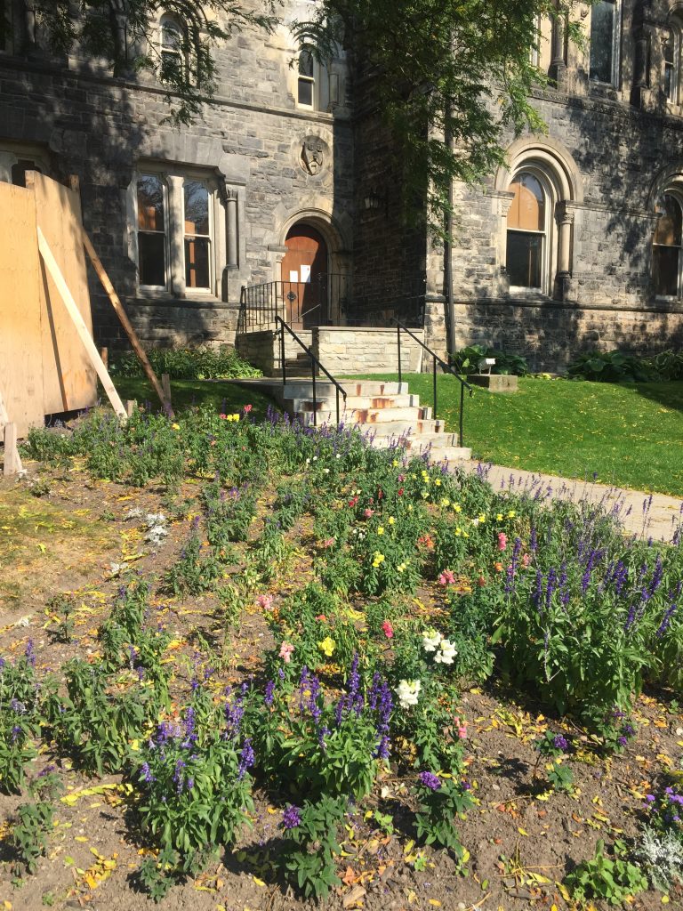 A picture of flowers outside University College at UofT