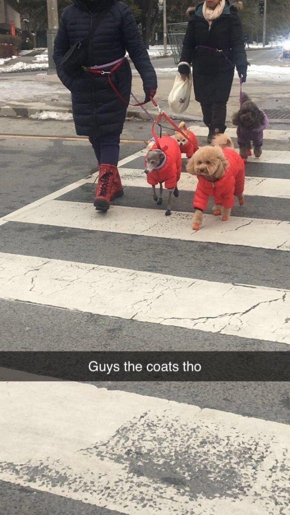 Dogs in coats crossing the street