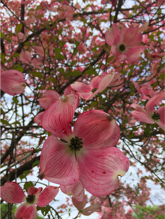 A picture of cherry blossoms