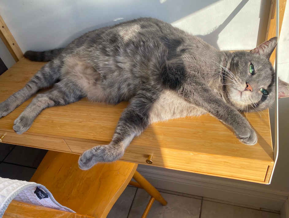 A picture of a grey cat sunbathing 