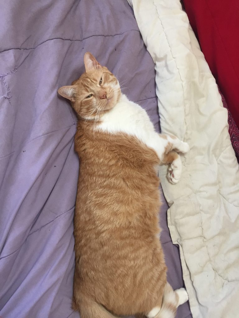 A picture of an orange cat lying on a bed 
