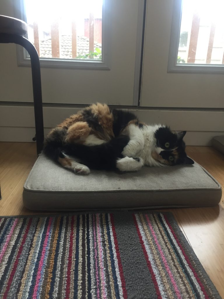 A picture of a calico cat lying on a cat bed 