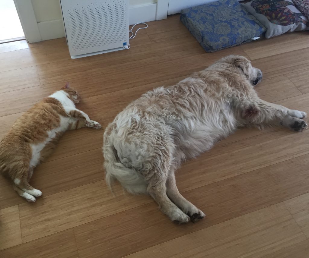 A picture of a cat and a dog lying together on the floor, their body language mirrored