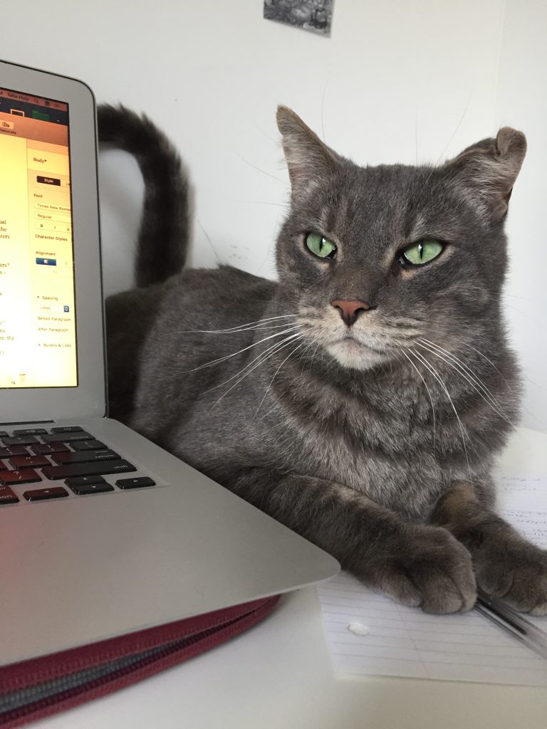 A picture of a grey cat sitting next to a laptop computer 
