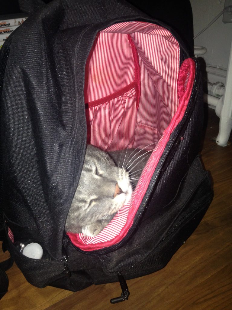 A picture of a grey cat hidden within a backpack