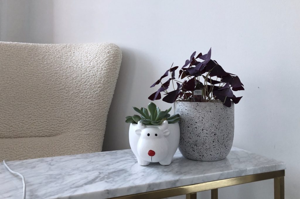 photo of a potted succulent and a potted oxalis plant on a marble side table