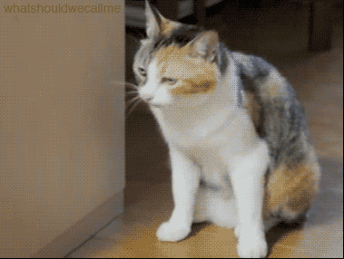 A gif of a cat reclining with the words "welp, see ya later."