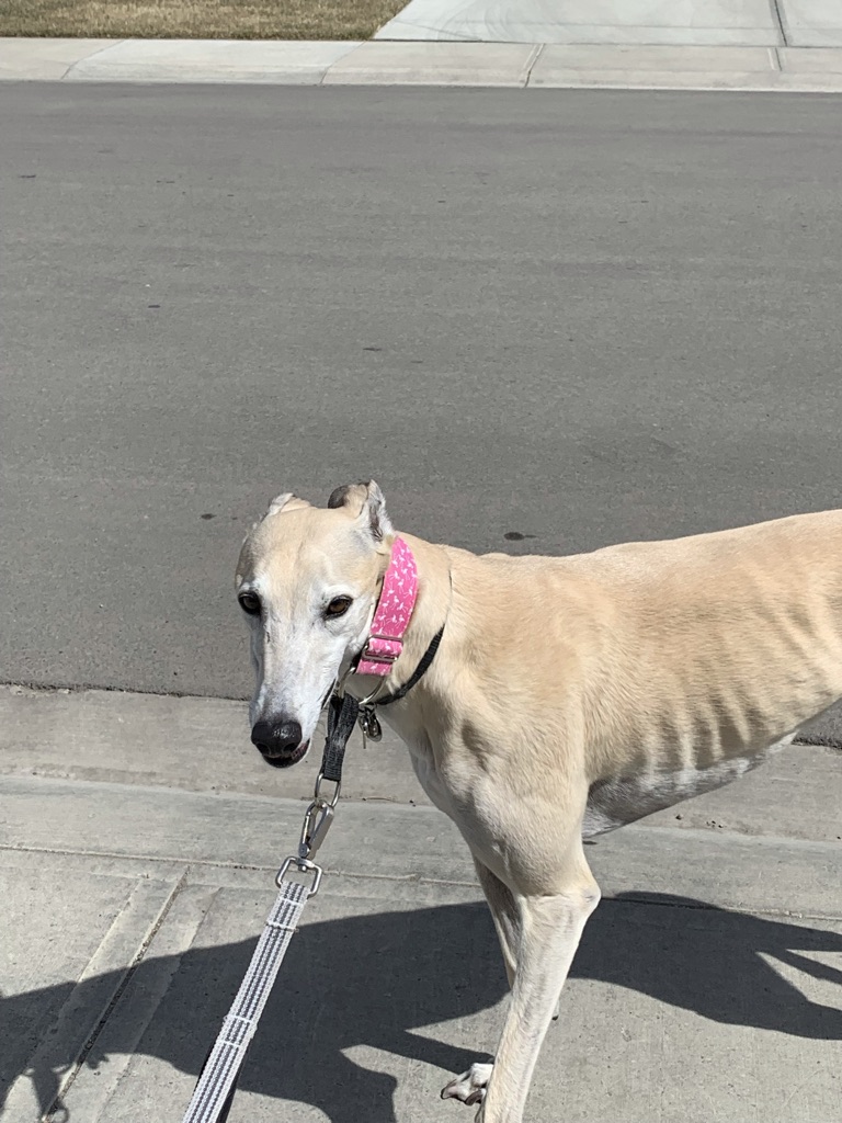 a fawn-colored greyhound wearing a pink martingale collar
