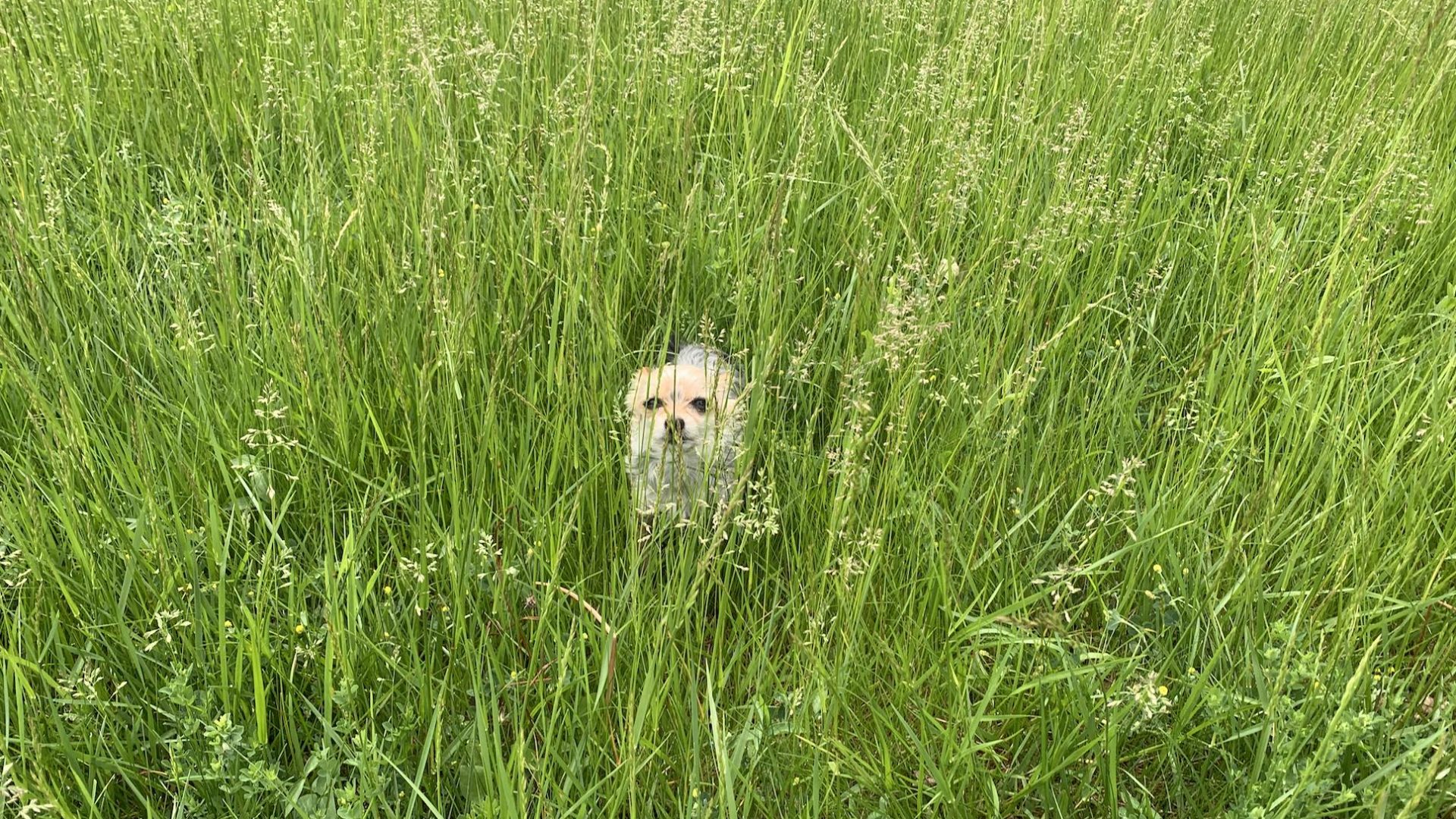 A yorkshire terrier hiding behind tall grass