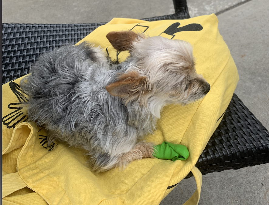 yorkshire terrier sitting on a bag on a chair at a patio