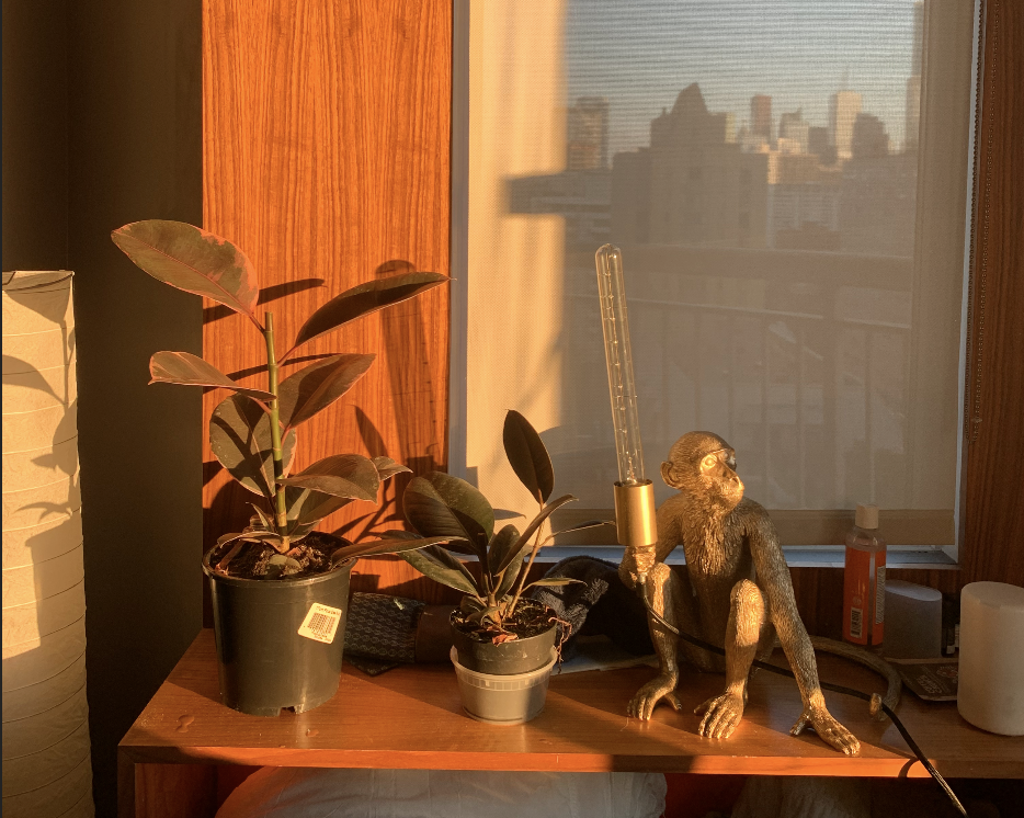 two rubber plants and a lamp with a monkey figurine holding up a bulb sit on a window sill.