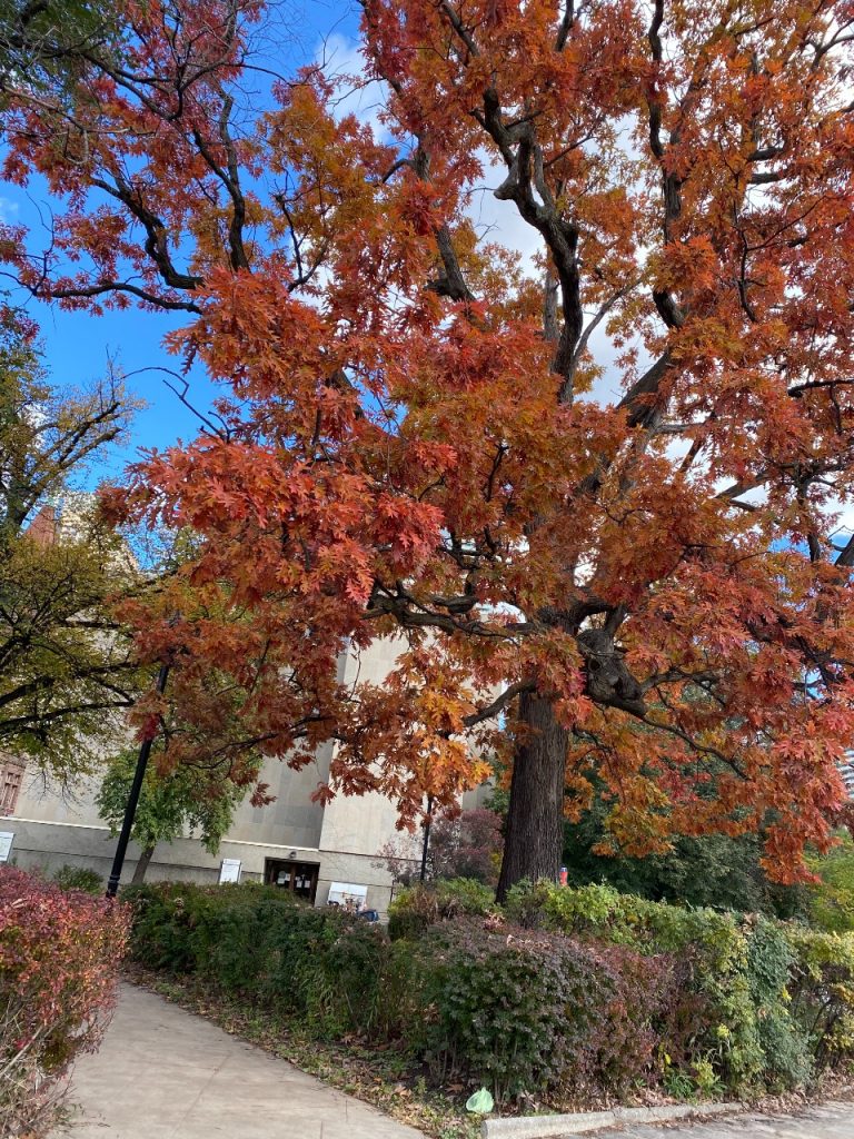 Red maple tree on college campus