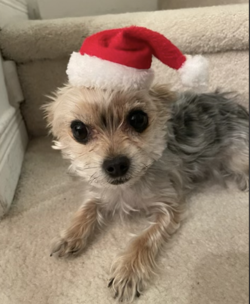 dog in a santa hat