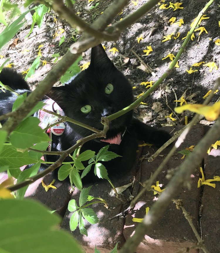 Black cat outside behind tree branches