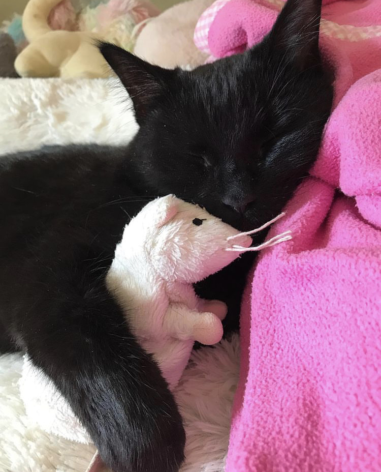 Black cat sleeping with a stuffed animal mouse
