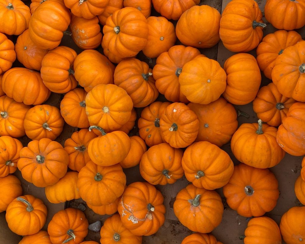 Photo of several mini pumpkins