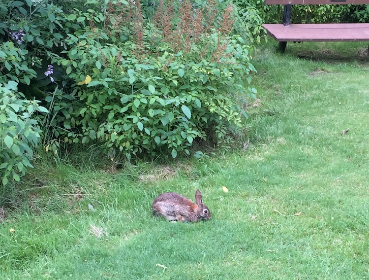 Bunny at Edwards Gardens.