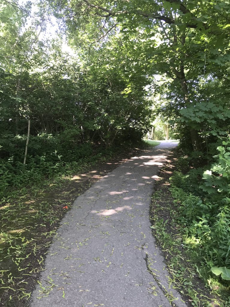 A paved pathway that is winding through a park, with bushes and trees on either side. 