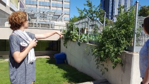 Alexandra Rodney shows us one of UofT's many community gardens