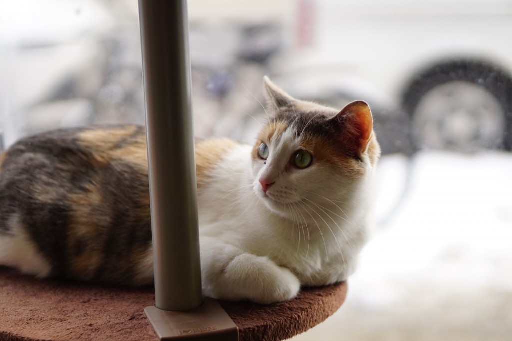 calico cat laying by a window