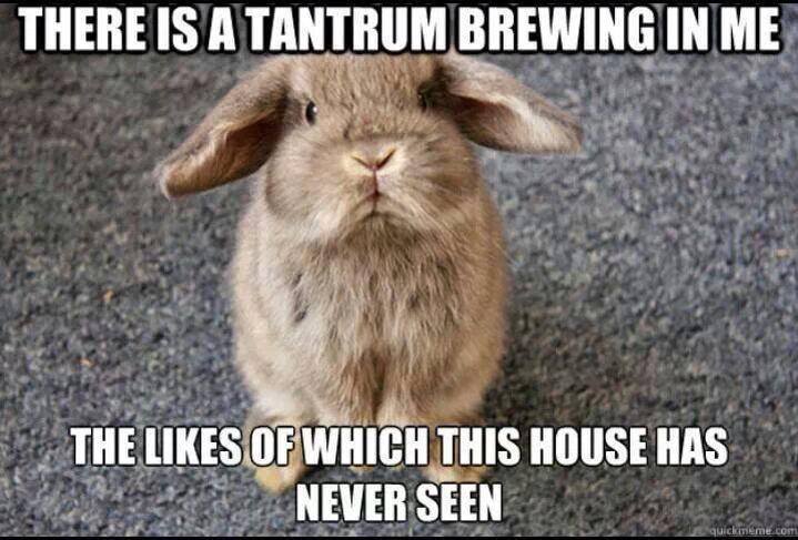 A picture of a bunny with the caption "There is a tantrum brewing in me, the likes of which this house has never seen."