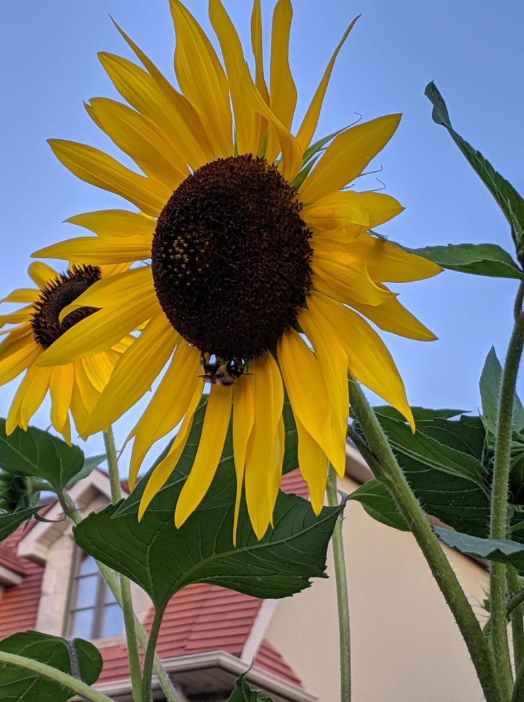 Large sunflower with bumblebee on it