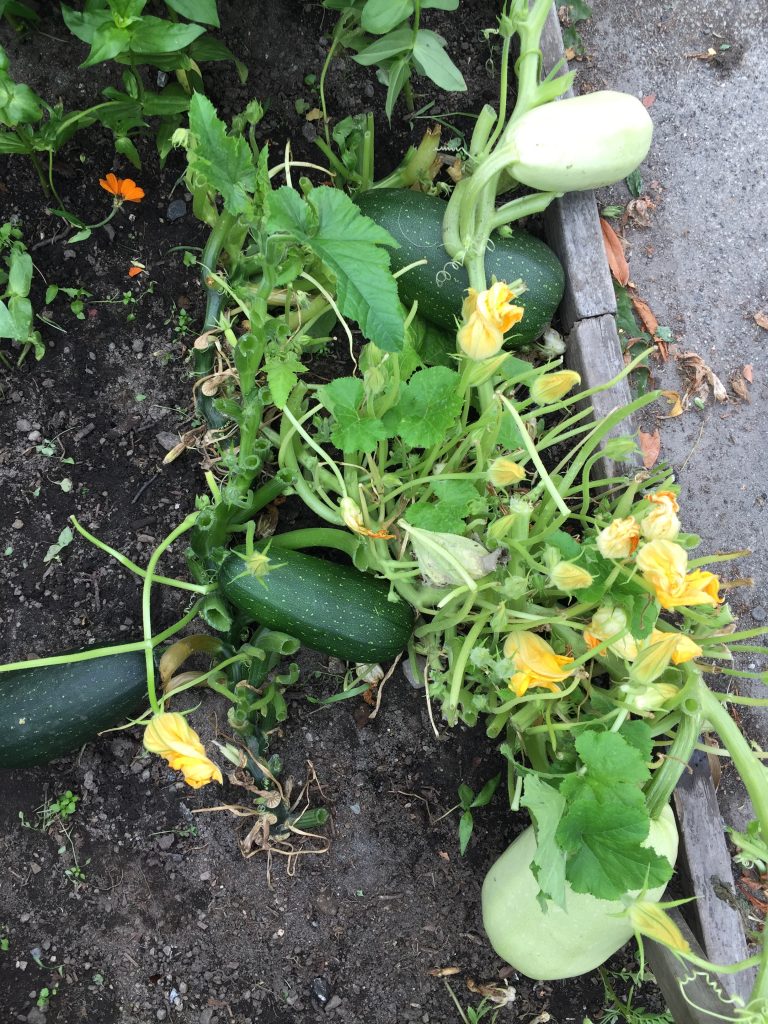 A zucchini plant on a the side of a sidewalk