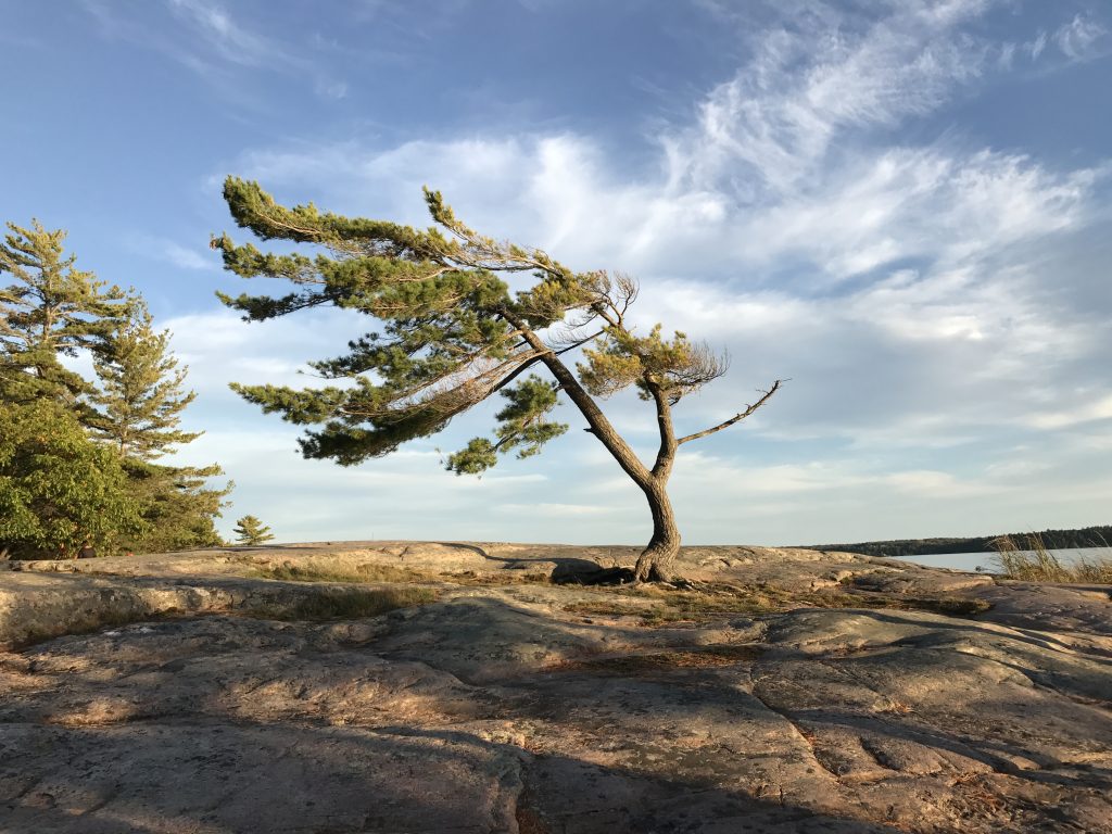 Wind Swept Tree from Killbear Provincial Park