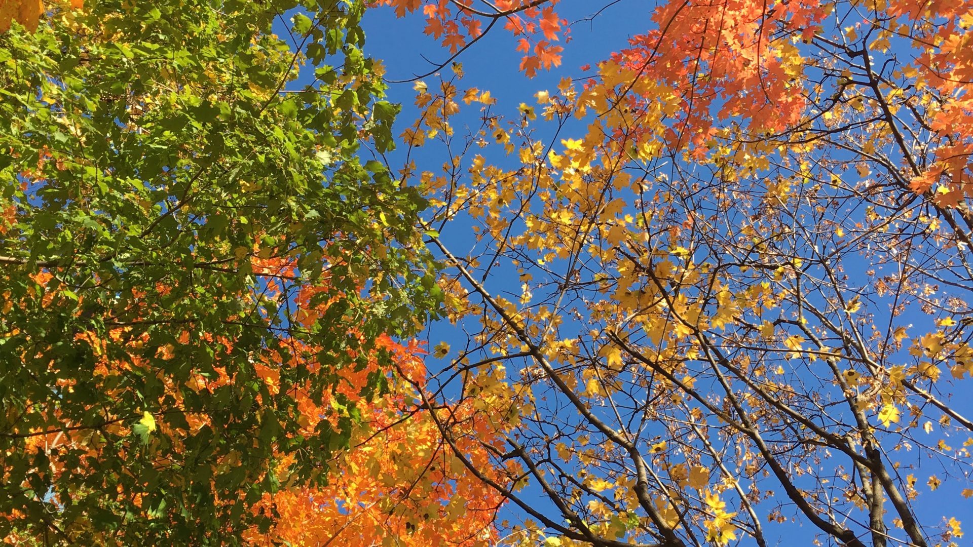 The sky interrupted by multicoloured fall leaves.