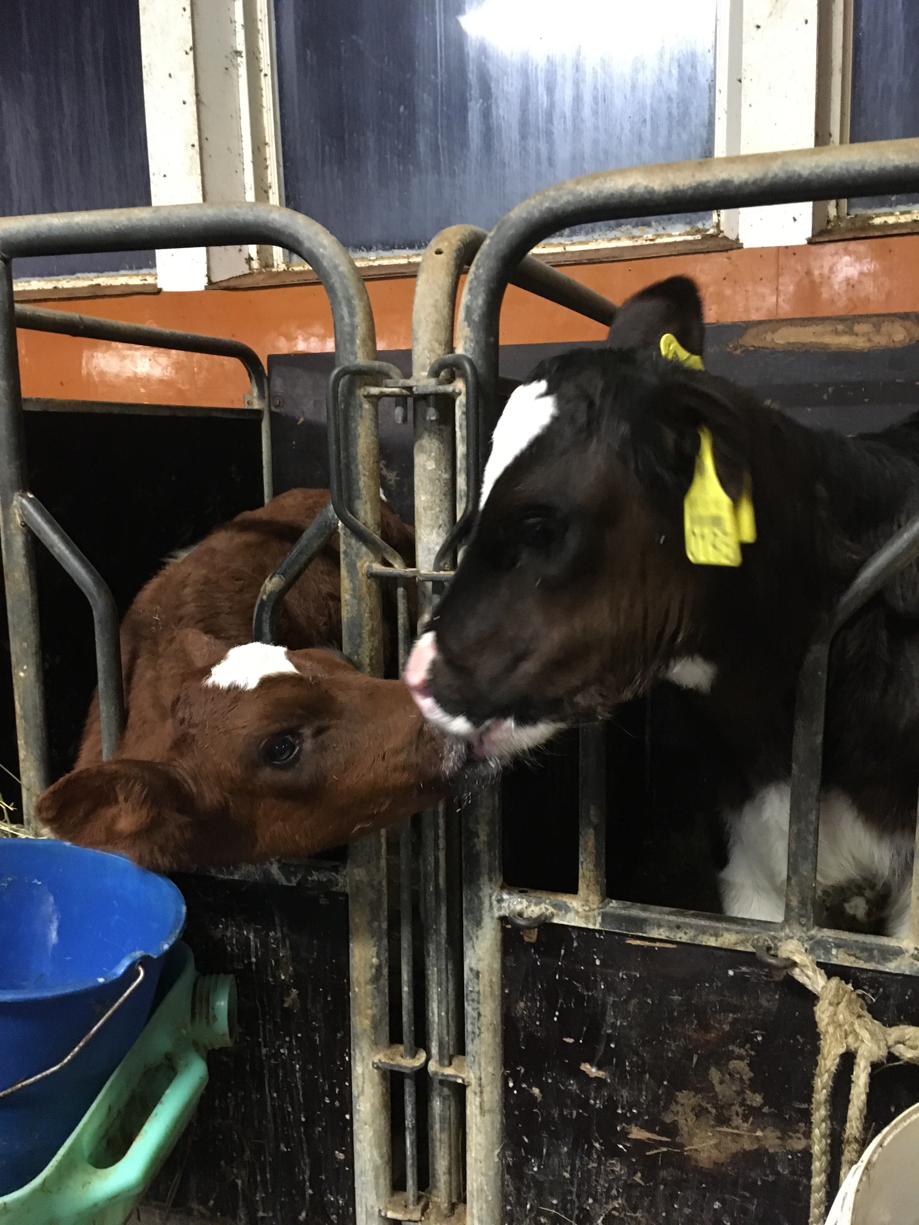 Two calves lick each other’s faces in a barn