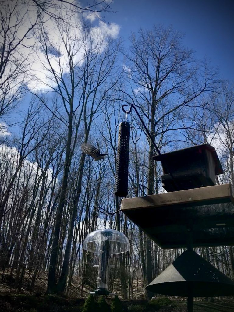 A Bird flies away from a bird feeder. There is a forest and a cloudy blue sky in the background