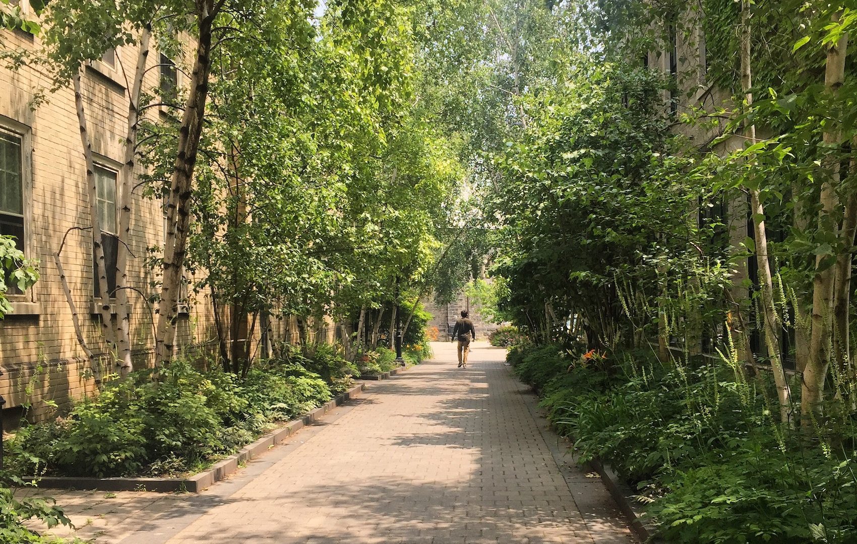A picture of a person walking through a wooded walkway