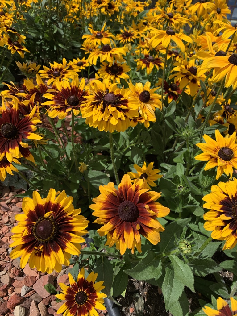 a bed of sunflowers