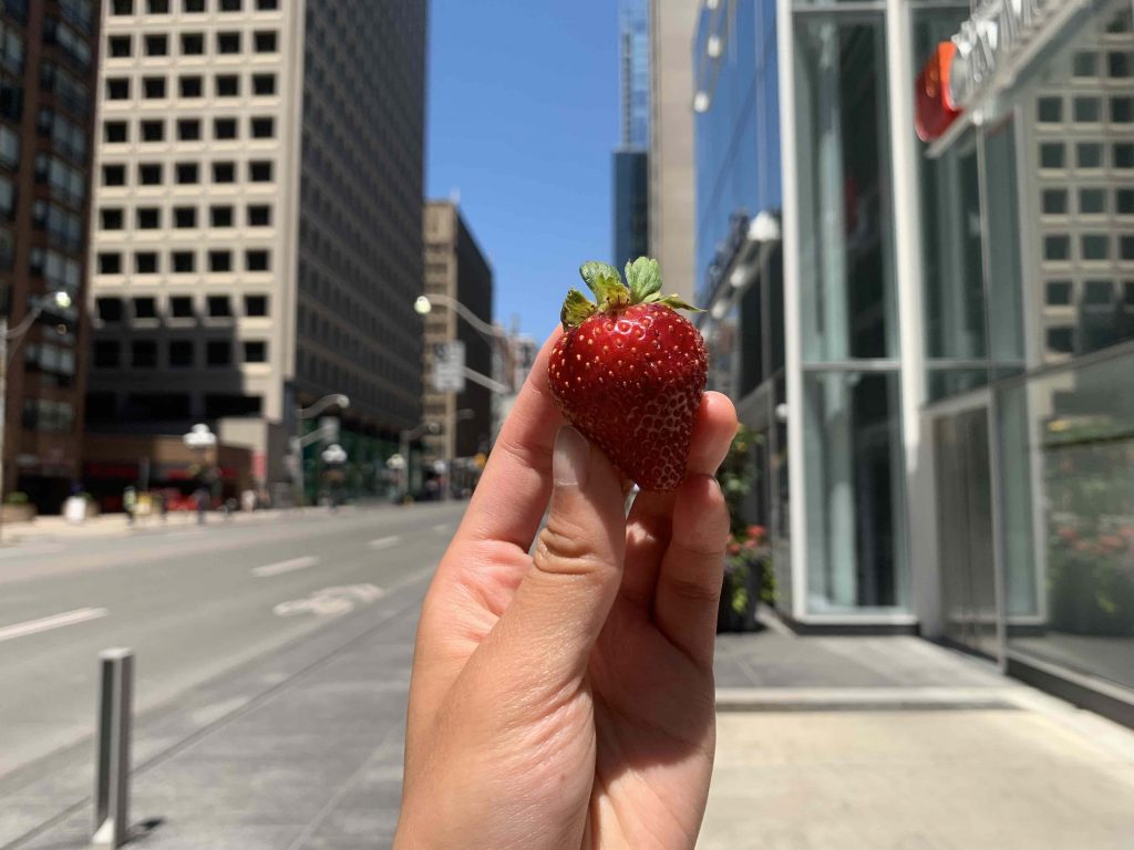 a single strawberry raised against the Toronto downtown horizon