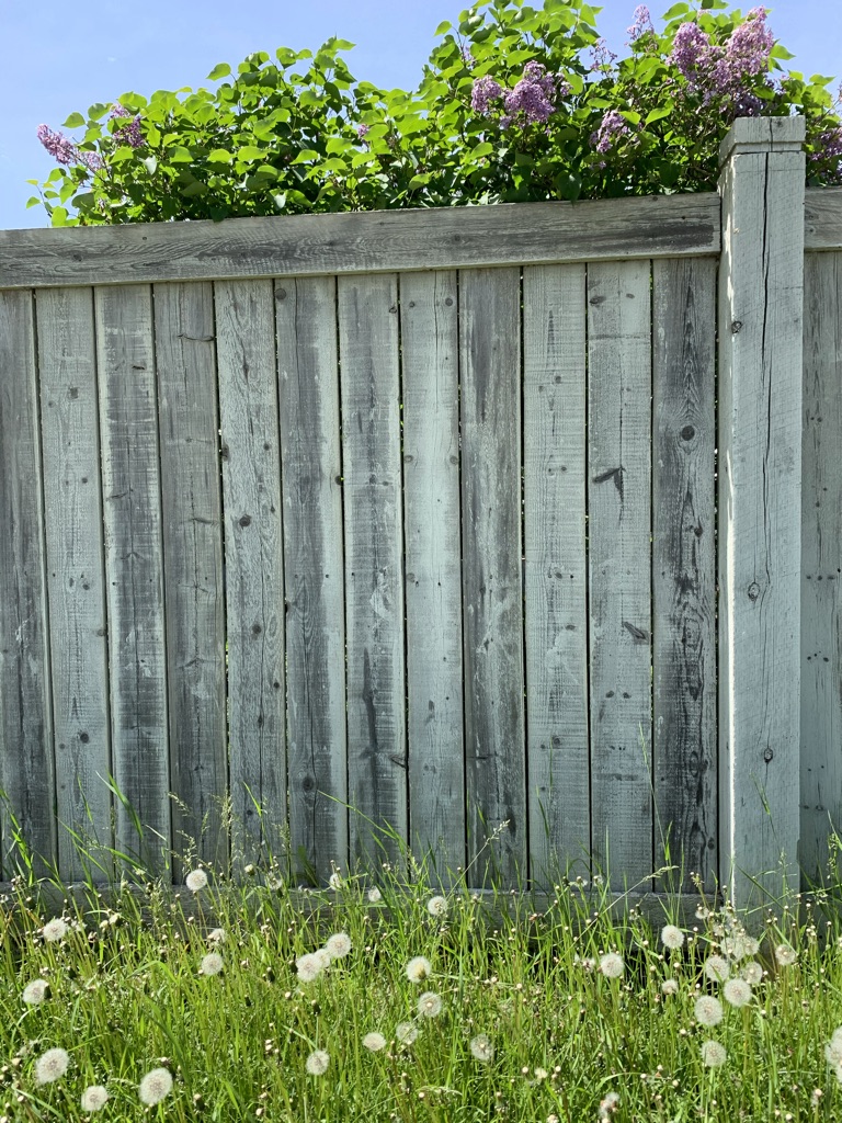 grey fence surrounded by shrubbery and dandelions